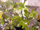 Trachylospermus jasminoides