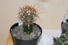 expo cactusi 2012 008
