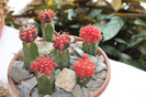 expo cactusi 2012 011