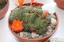 expo cactusi 2012 013