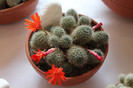expo cactusi 2012 014