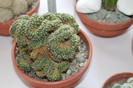expo cactusi 2012 017