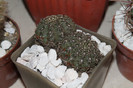 expo cactusi 2012 018