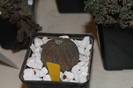 expo cactusi 2012 022