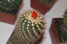 expo cactusi 2012 025