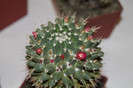 expo cactusi 2012 027