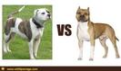 american bulldog vs american staffordshire terrier