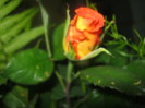 Picture 030