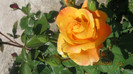 Picture 106