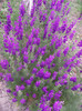 DSCF7206