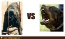 dogo sardesco vs rottweiler