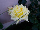 Landora/ sunblest
