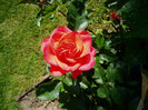 wow rose