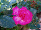 Gaumo-(Rose Gaujard)