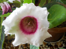 DSCN2611