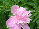 20.05.2012 bujor roz