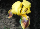 iris galben (pseudacorus)