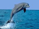 images (7)