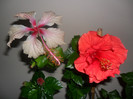 Hibiscus Rowenas  Weeding + Sunni Cities Bordeaux