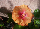 P1130813