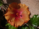 P1130817
