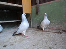 DSC02917