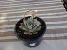 Echeveria prolifica