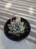 Echeveria prolifica