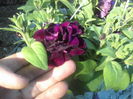 P20-05-12_18.46