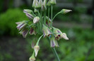 siculum bulgarium