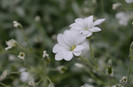 cerastium tomentosum