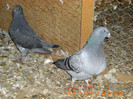 IMG_2830 vanduti.