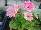 gerbere - de anul trecut