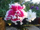petunie deosebita