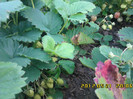 IMG00098