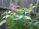 clematita