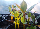 plumeria