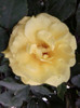 friesia