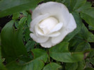snow white-urcator