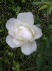 kent -floribunda