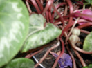 cyclamen cu seminte