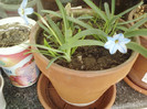 ipheion Rolf Fiedler