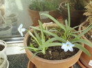 22 mai 2012-flori 003
