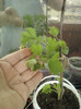 muscata englezeasca