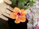 hibi holliday yellow