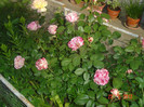 poze 656