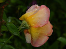 DSCN5350