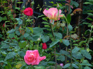 DSCN5374
