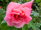 DSCN5427
