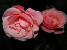 DSCN5528